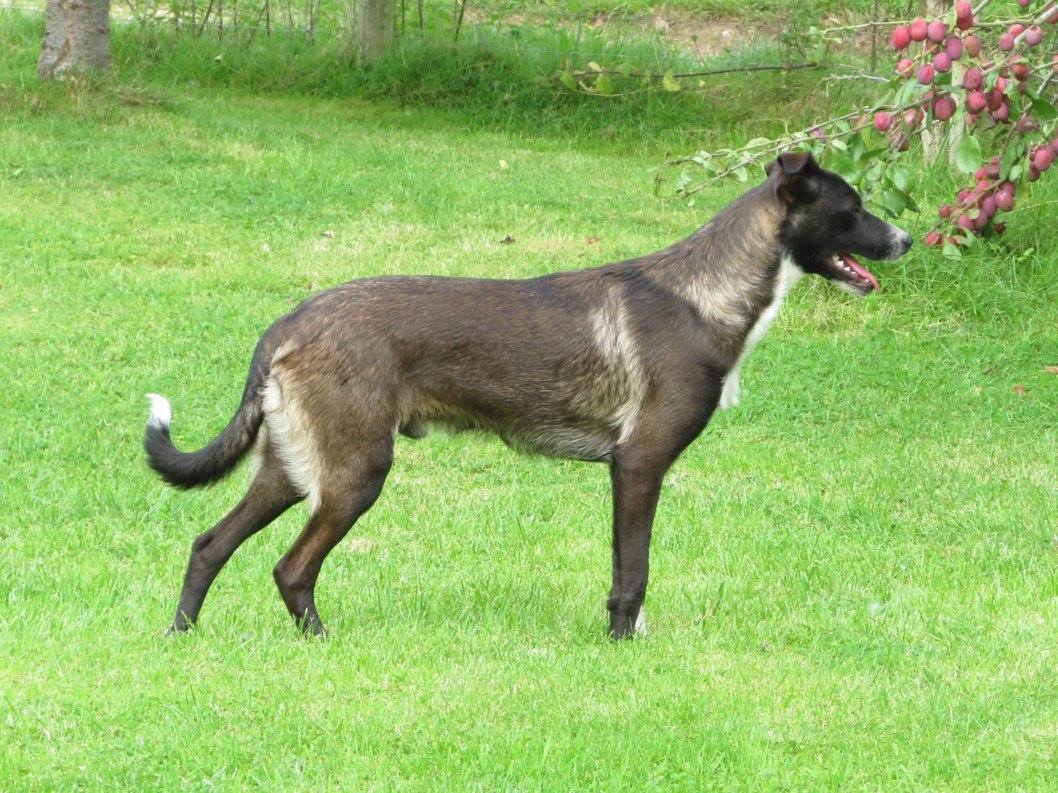 Welsh Sheepdog Wilden Dan